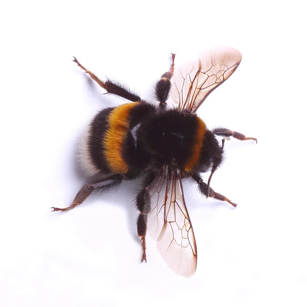 Bumblebee üzerinde beyaz izole — Stok fotoğraf