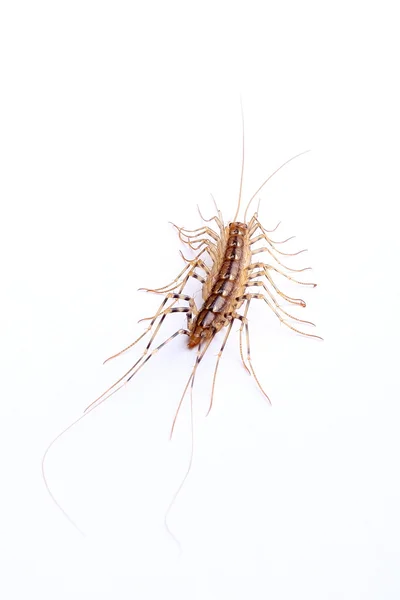 Huis duizendpoot (Scutigera coleoptrata) geïsoleerd op wit — Stockfoto