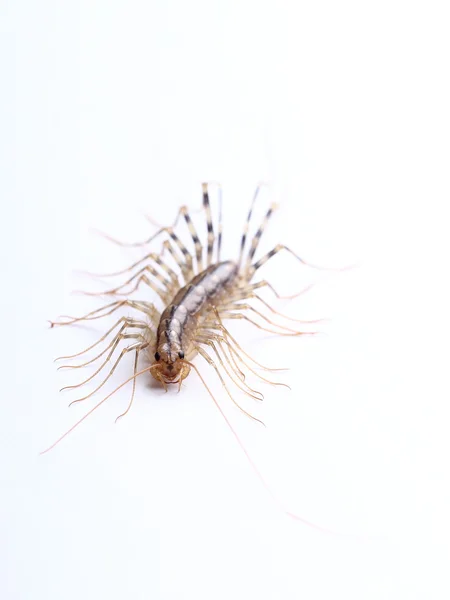 Huis duizendpoot (Scutigera coleoptrata) geïsoleerd op wit — Stockfoto