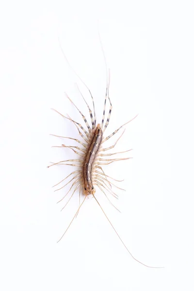 Casa centopeia (Scutigera coleoptrata) isolado em branco — Fotografia de Stock