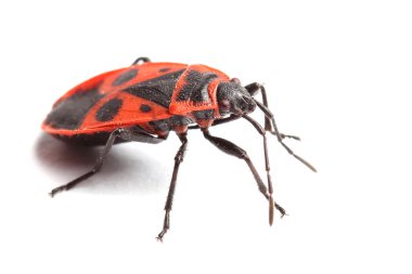 Beyaz izole Firebug'ı (Pyrrhocoris apterus)