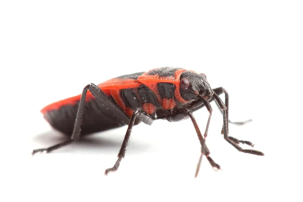 Firebug (Pyrrhocoris apterus) aislado en blanco — Foto de Stock