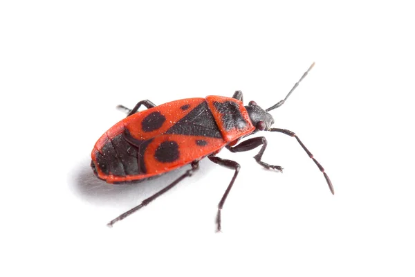 Firebug ( Pyrrhocoris apterus) isolated on white — Stock Photo, Image