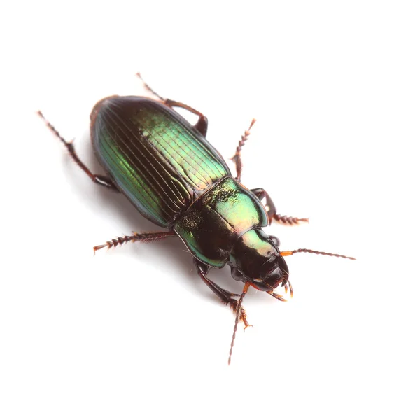 Ground beetle (Harpalus affinis) isolated on white — Stock Photo, Image