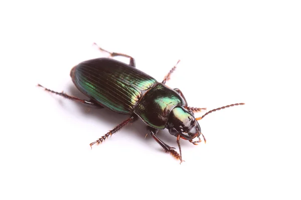 Ground beetle (Harpalus affinis) isolated on white — Stock Photo, Image