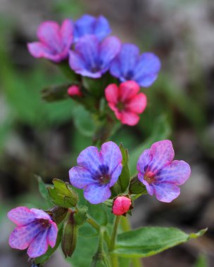 Flowering lungwort (Pulmonaria obscura). Close-up clipart