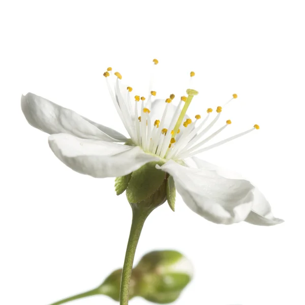 Třešňové květy na bílém pozadí — Stock fotografie