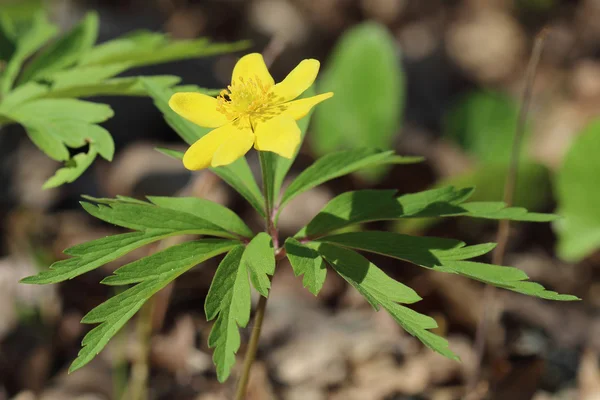 Anémona amarilla (Anemone ranunculoides). Primer plano —  Fotos de Stock