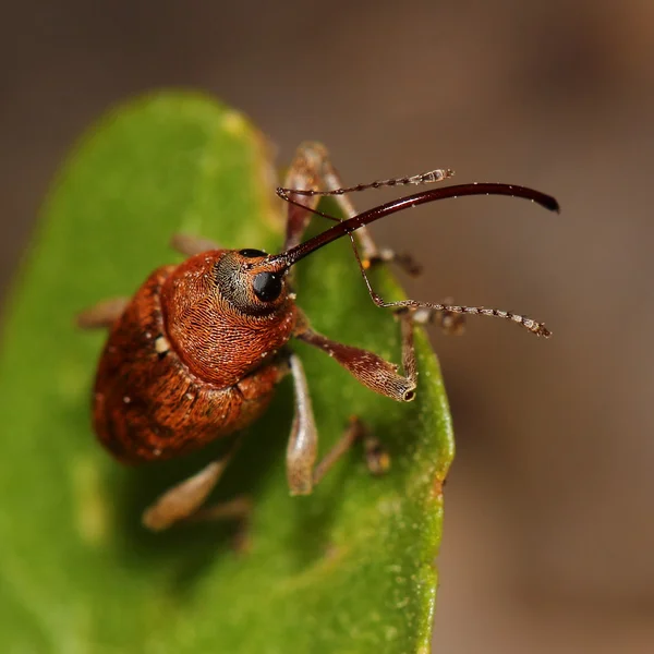 Tonchio ghianda (Curculio glandium). Macro — Foto Stock