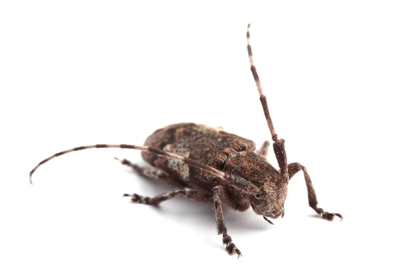 Biały zachmurzone longhorn beetle (Mesosa nebulosa) — Zdjęcie stockowe