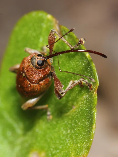 Βελανίδι ρυγχωτός κάνθαρος (Curculio glandium). Μακροεντολή — Φωτογραφία Αρχείου