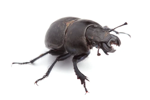 Coléoptère Lethrus apterus sur blanc — Photo