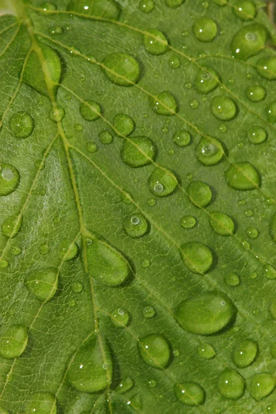Zielony liść z krople wody. makro — Zdjęcie stockowe