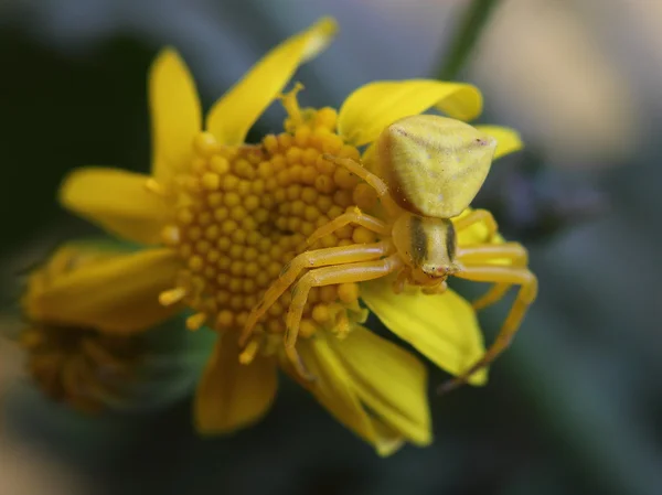 Aranha de caranguejo dourada (Misumena vatia) em flor amarela — Fotografia de Stock