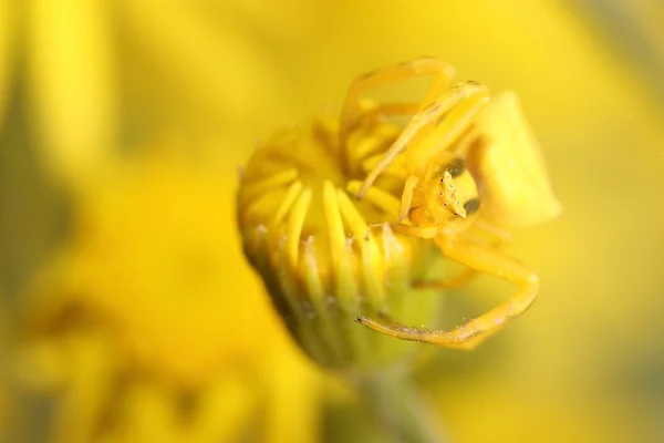 Goldenrod krab pavouk (Misumena vatia) na žluté květině — Stock fotografie