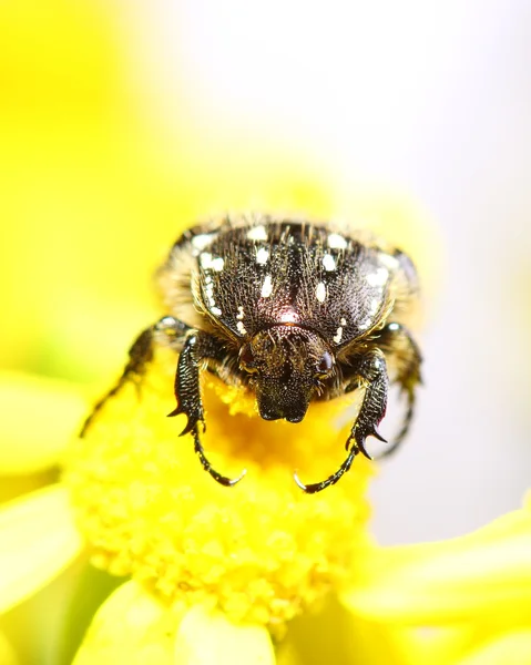 Beetle Tropinota hirta on yellow flower. Macro — Stock Photo, Image