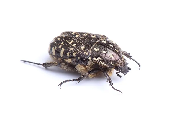 Escarabajo Tropinota hirta aislado en blanco —  Fotos de Stock