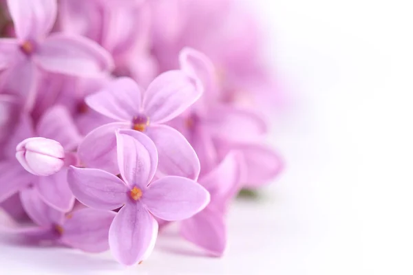 Flores de lilás. Macro — Fotografia de Stock