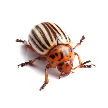 Colorado Patates böceği üzerinde beyaz izole