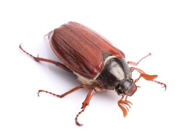 Cockchafer üzerinde beyaz izole erkek