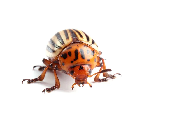 Colorado potato beetle isolated on white — Stock Photo, Image