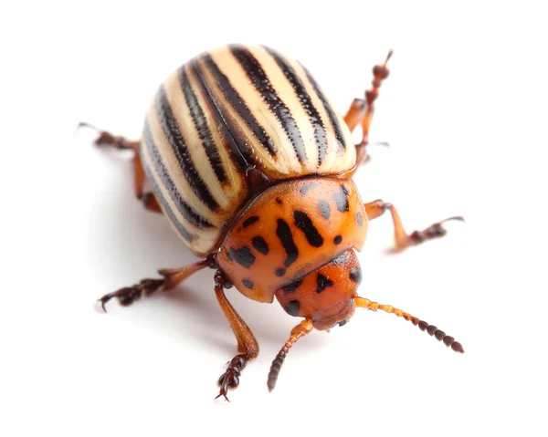 EnEscarabajo de patata de Colorado aislado en blanco — Stockfoto