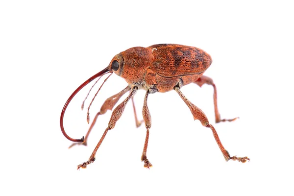 Acorn weevil (Curculio glandium) isolato su bianco — Foto Stock