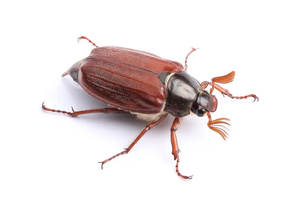 Male of cockchafer isolated on white — Stock Photo, Image