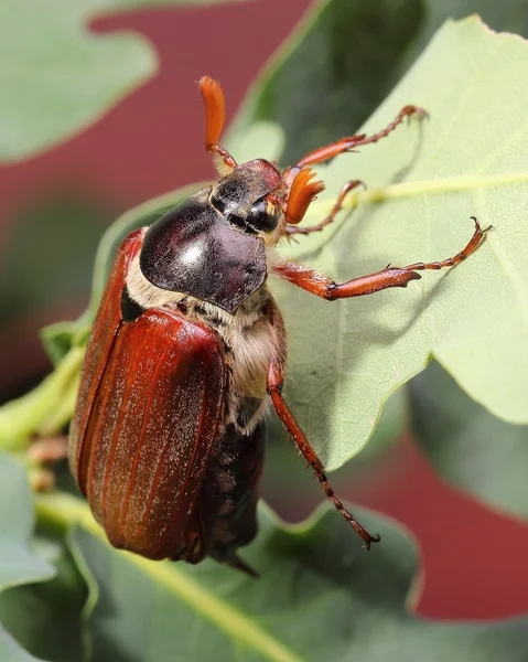 Homme de cockchafer sur feuilles de chêne. Macro — Photo