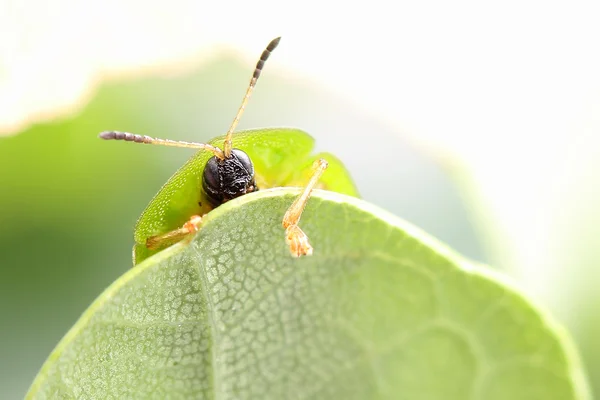 Beetle playing hide-and-seek — Stock Photo, Image