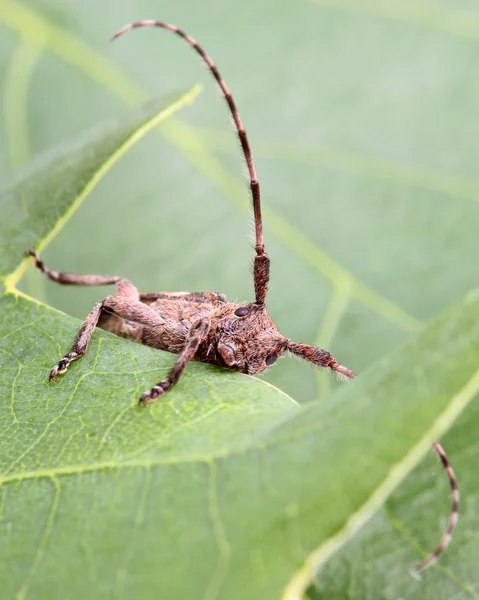 White-clouded longhorn beetle on green leaf. Macro — Stock Photo, Image