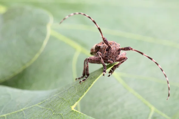 绿色的叶片上的白色云豹 longhorn 甲虫。宏观 — 图库照片