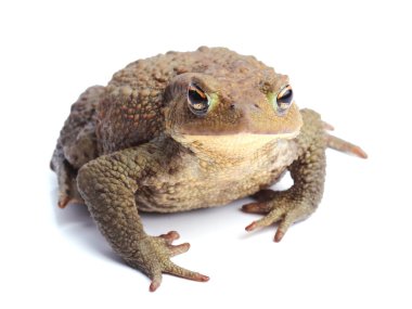 Beyaz izole Avrupa kara kurbağası (Bufo bufo)