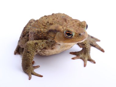 Beyaz izole Avrupa kara kurbağası (Bufo bufo)