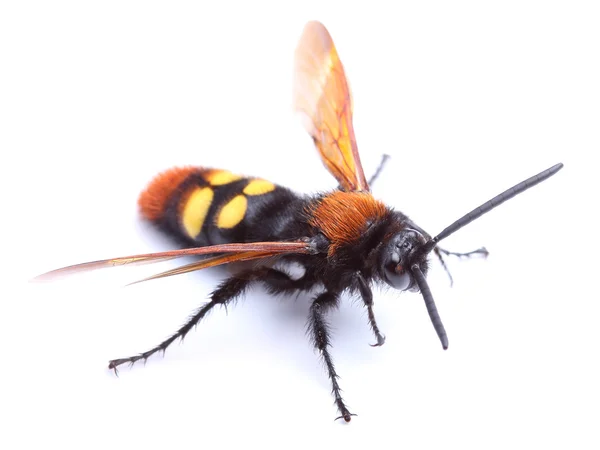 Avispa (Escolia hirta) aislada en blanco — Foto de Stock