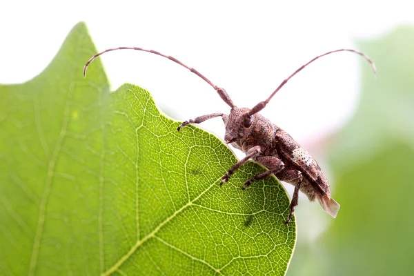 Longicorne nuageux blanc sur feuille verte. Macro — Photo