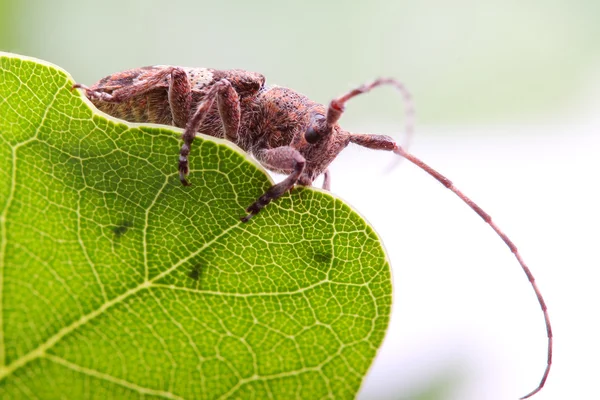 Escarabajo de cuerno largo nublado blanco sobre hoja verde. Macro —  Fotos de Stock