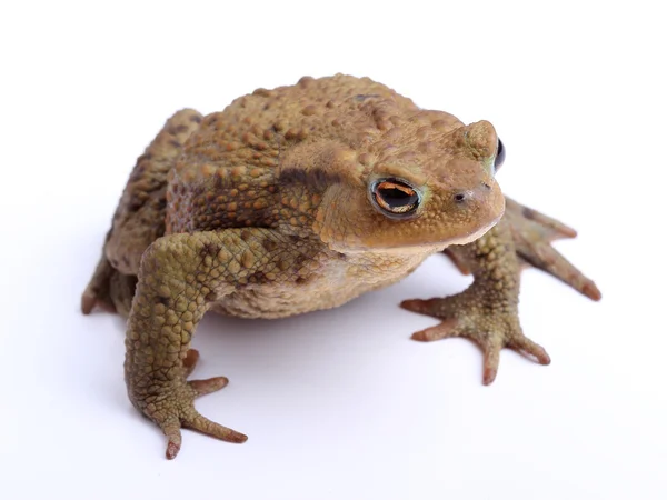 Európai varangy (Bufo bufo) elszigetelt fehér — Stock Fotó