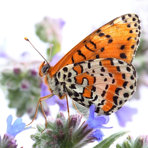 Butterfly - Spotted Fritillary (Melitaea didyma). Macro — Stock Photo, Image