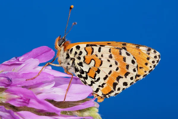 Motýl na Lila květina. makro — Stock fotografie