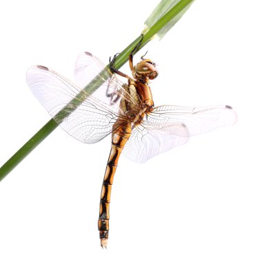 Beyaz izole siyah-kuyruk Kepçe (Orthetrum cancellatum)
