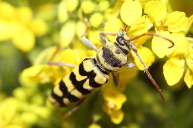 Sarı çiçekler üzerinde böcek (Paraplagionotus floralis). Makro
