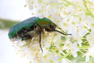 Rose chafer (? etonia aurata) üzerinde mürver çiçekleri