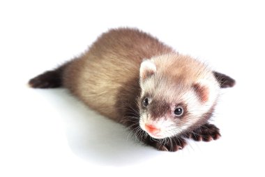 Genç gelincik beyaz izole