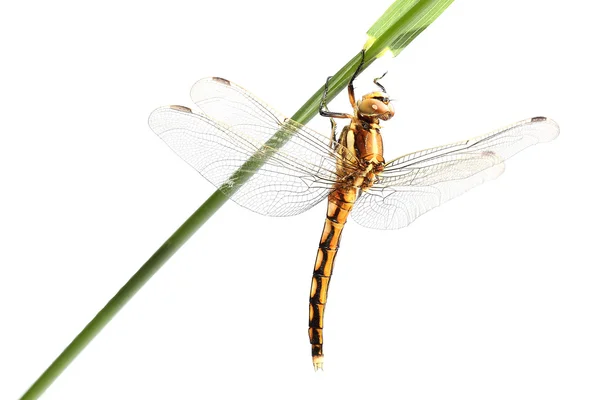 Escumadeira de cauda preta (Orthetrum cancellatum) isolada sobre branco — Fotografia de Stock