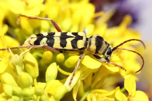 甲虫 (Paraplagionotus floralis) 上黄色的花。宏观 — 图库照片