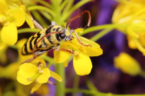 Beetle (Paraplagionotus floralis) on yellow flowers. Macro — Stock Photo, Image