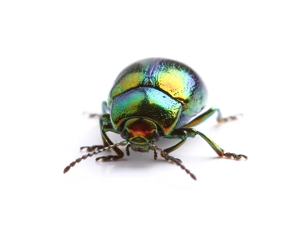 Mint Leaf Beetle (Chrysolina herbacea) isolated on white — Stock Photo, Image