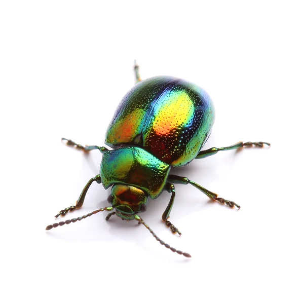 Mint Leaf Beetle (Chrysolina herbacea) isolated on white — Stock Photo, Image