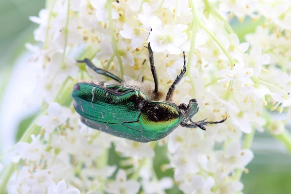 Rose chafer (Сetonia aurata) on flowers of elderberry — Stock Photo, Image